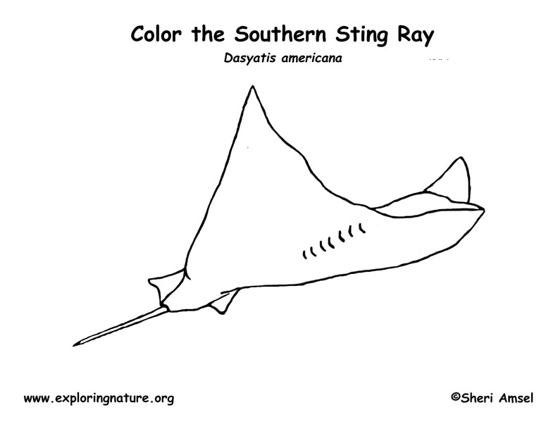 Stingray coloring page