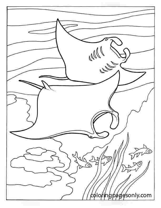 Stingray coloring pages printable for free download