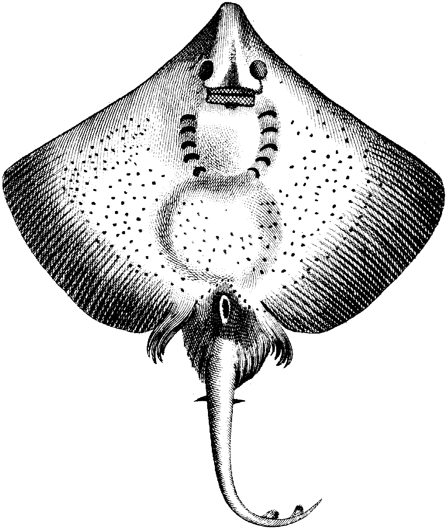 Free stingray coloring pages