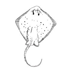 Top free printable stingray coloring pages online