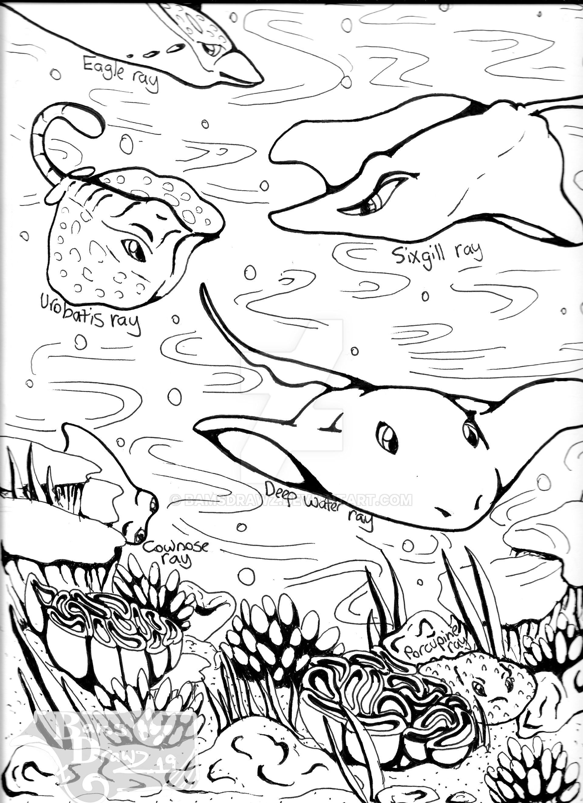 Stingray coloring page by bamsdrawz on