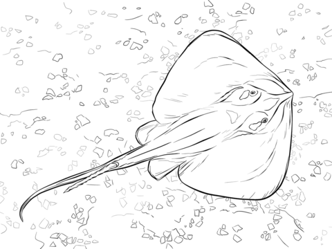 Mon stingray coloring page free printable coloring pages