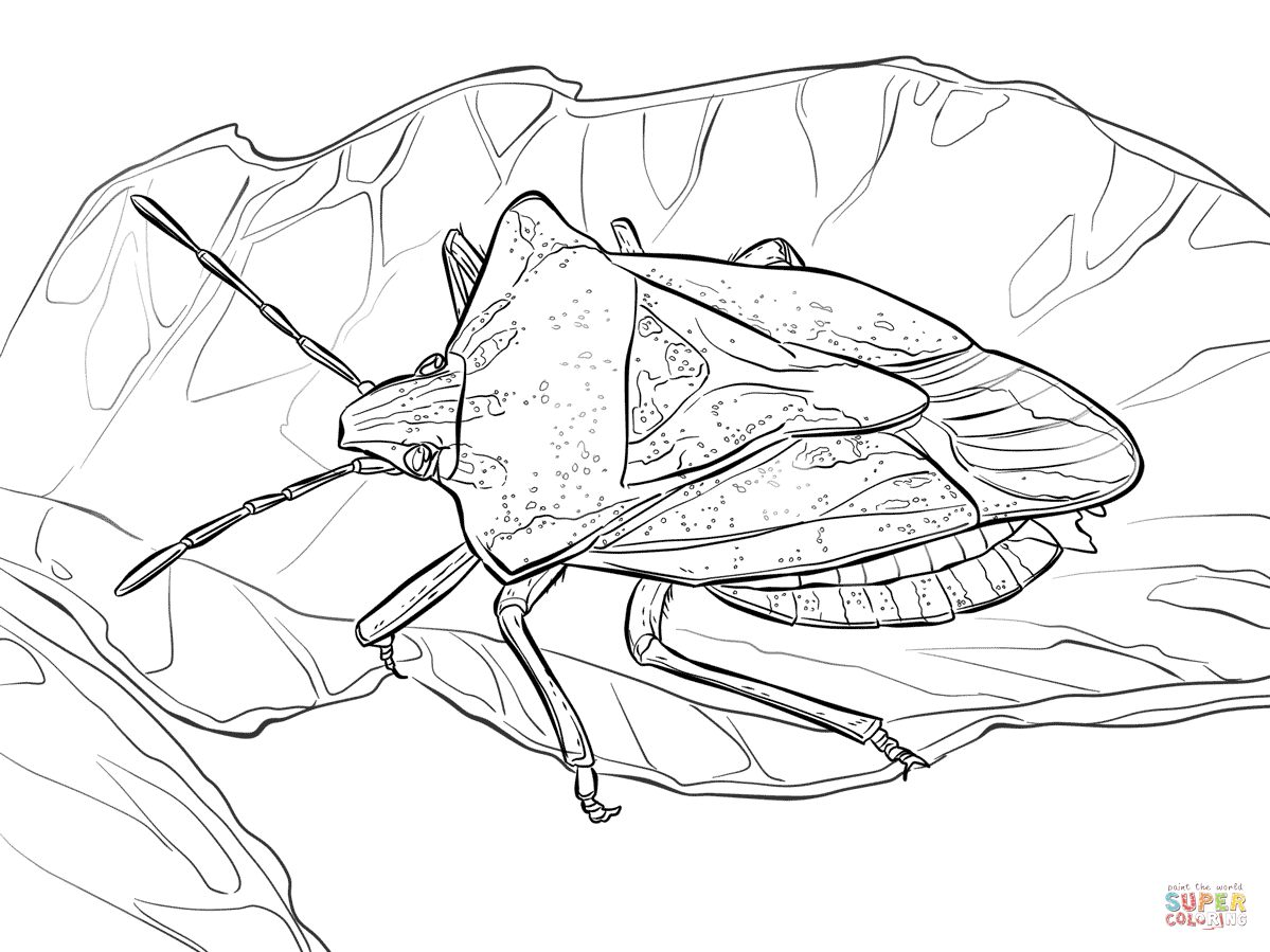 Stink bug coloring page free printable coloring pages