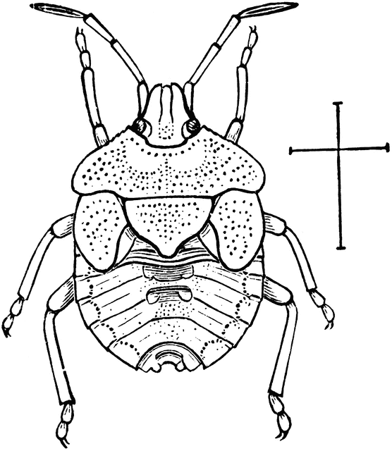 Nymph stink bug clipart