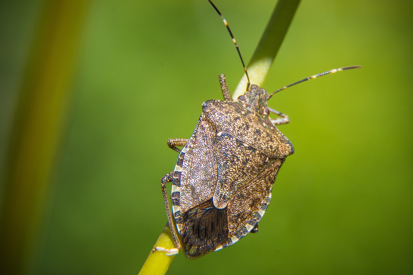 Are squash bugs stink bugs