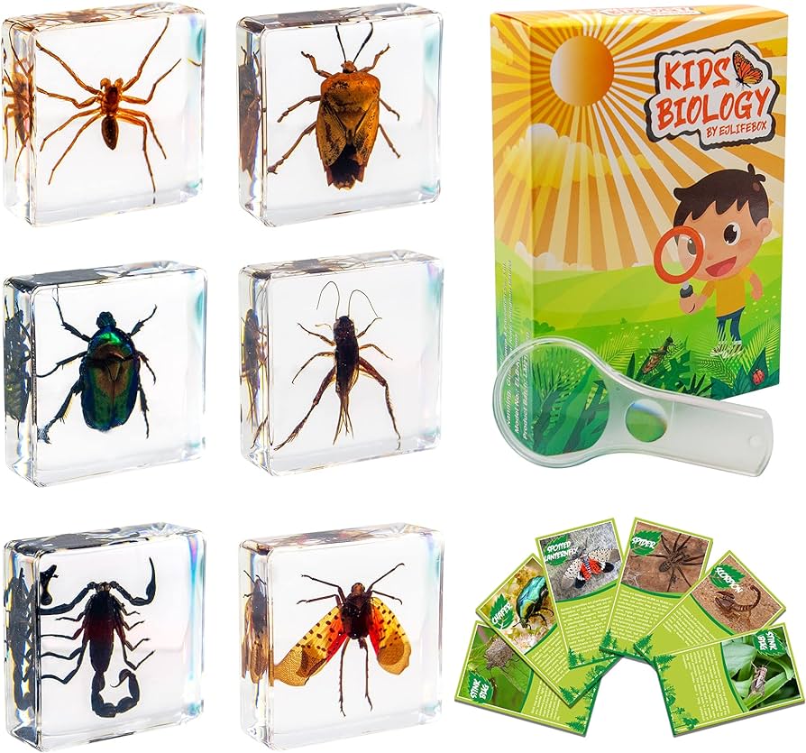 Pcs insect specimen set spiderscorpioncricketflower chafersstink bugspotted lanternfly resin collection science toys toys games