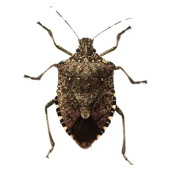 Delawares local stink bug control solutions viking pest control