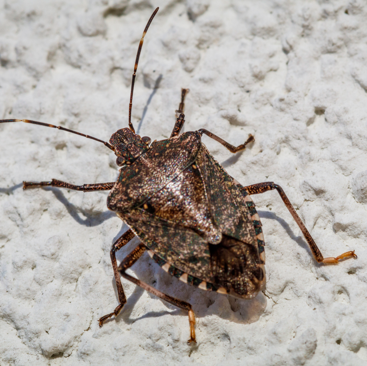 Do stink bugs bite or harm humans and pets entomologists explain