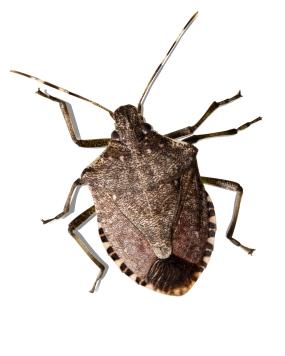 When is stink bug season stink bug control