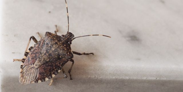 How to get rid of stink bugs