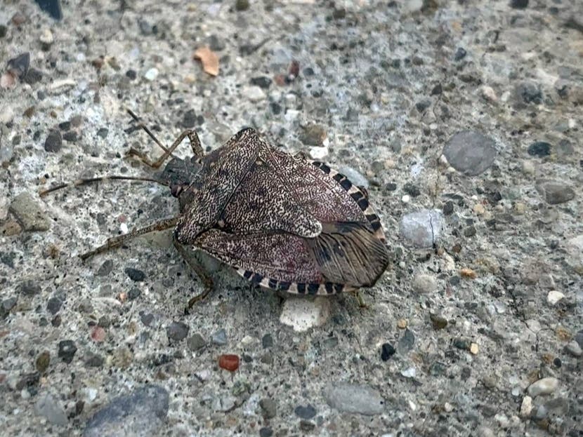 Insects waking up now in va spotted lanternflies stink bugs bees across virginia va