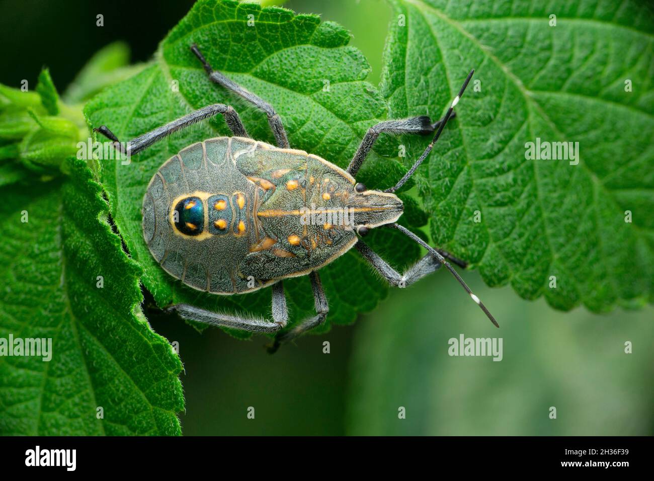 Giant stink bug hi