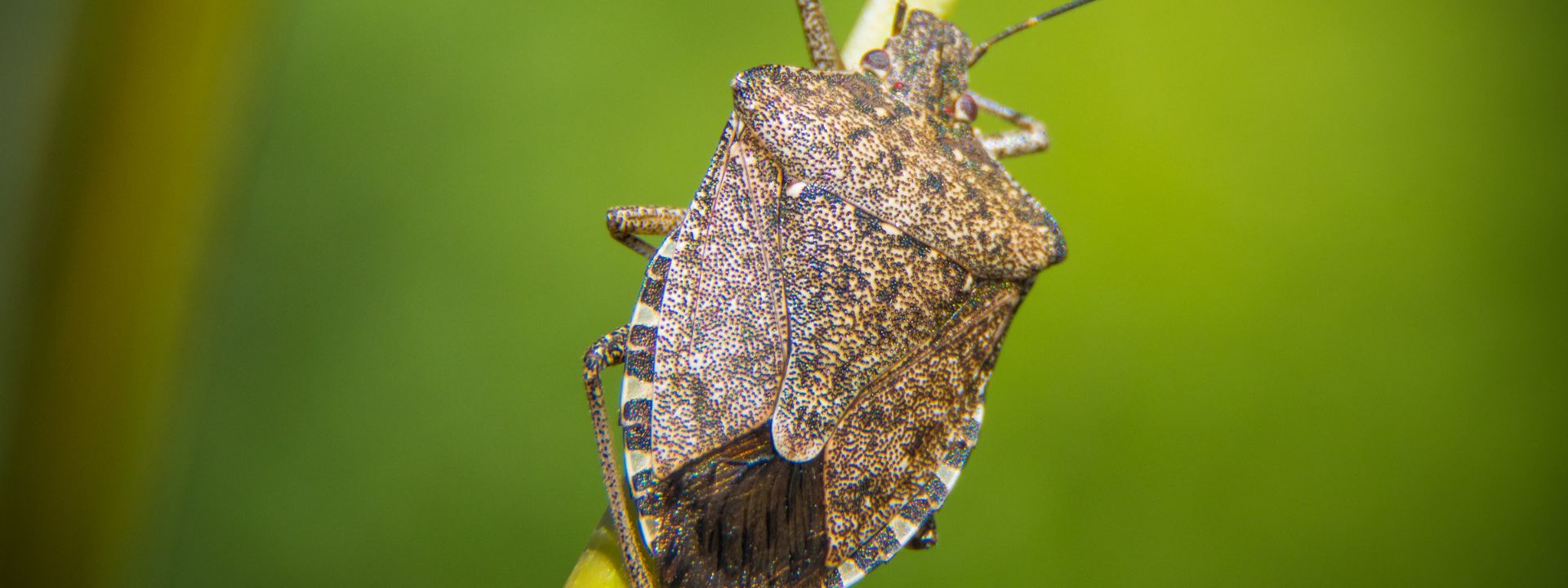 The ultimate stink bug season guide update international cargo express