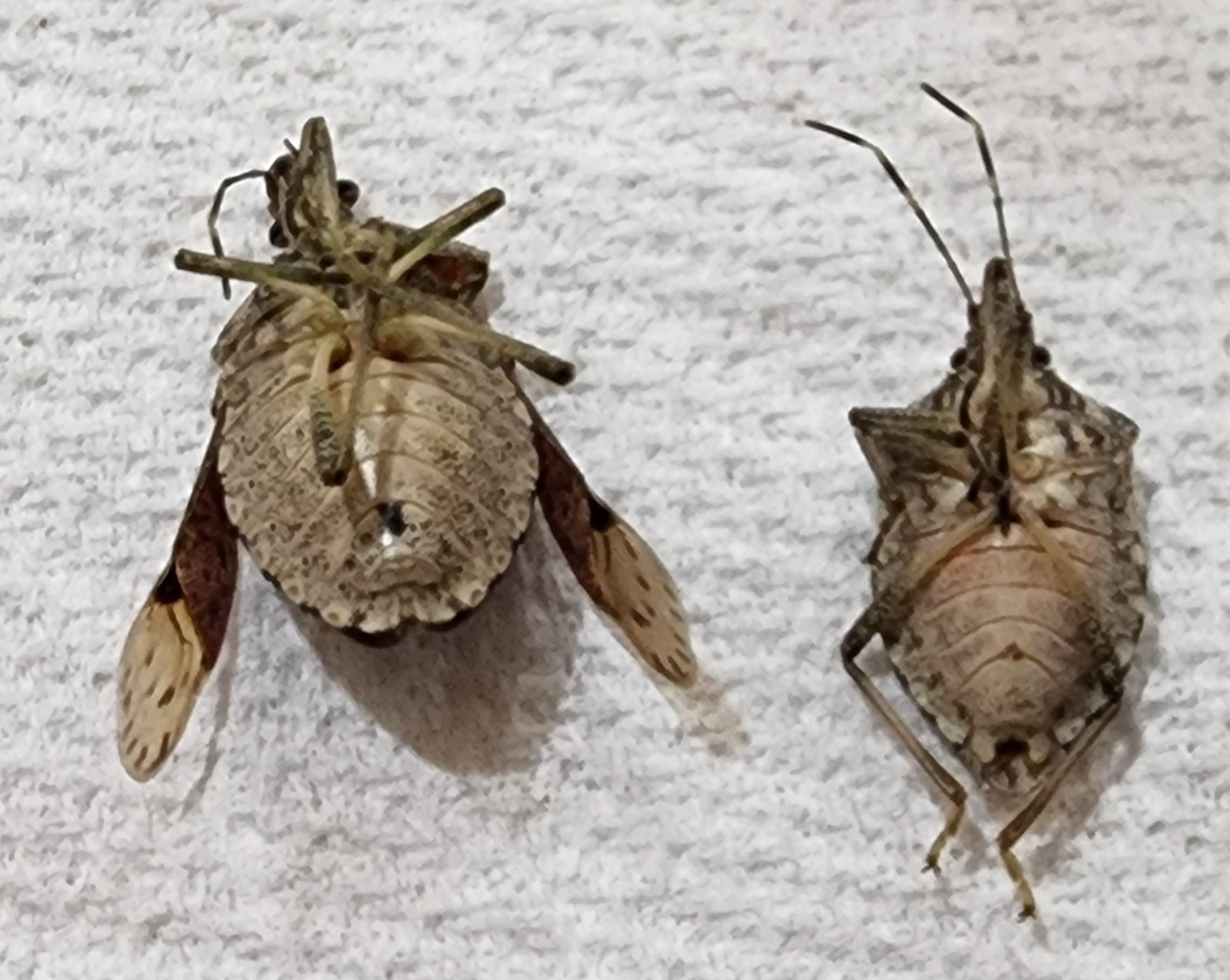 Brown marmorated stink bugs i plan to pin in a few days just put them in the relaxation chamber earlier any advice or tips check captions rentomology