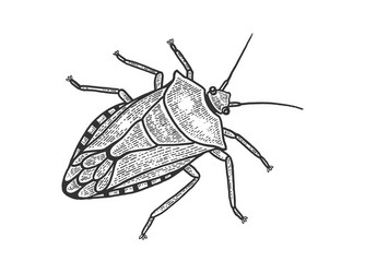 Bug sketch vector images over