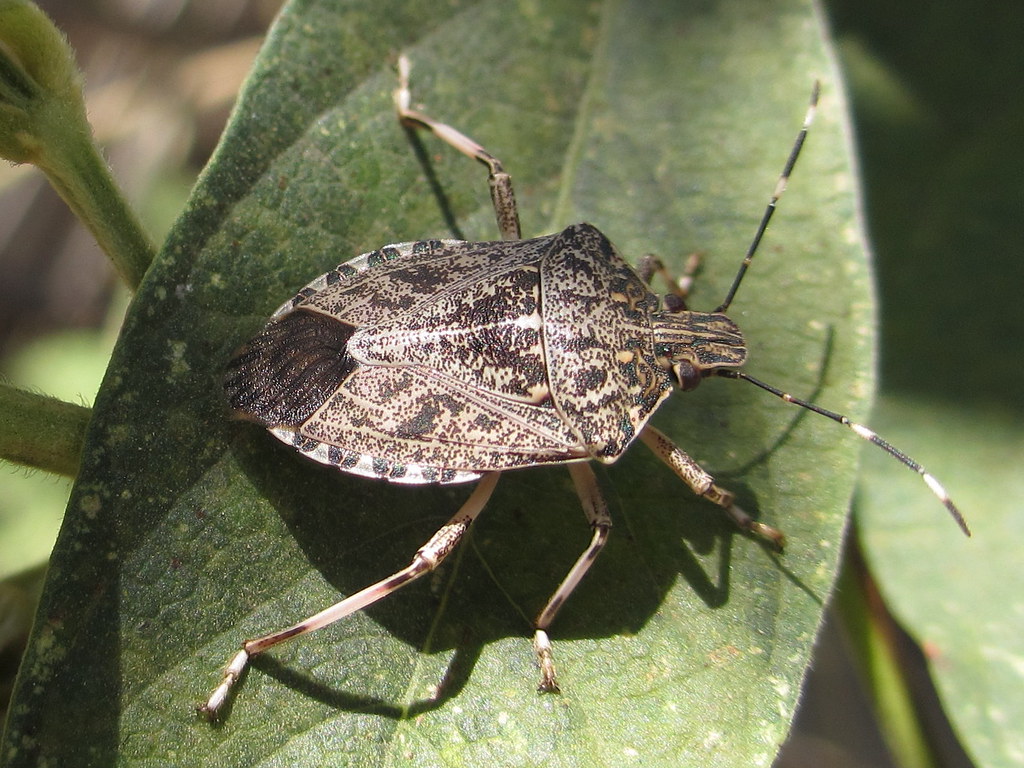 Download Free 100 + stink bugs Wallpapers