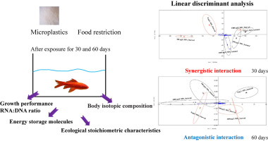 Ecological stoichiometric and stable isotopic responses to microplastics are modified by food conditions in koi carp