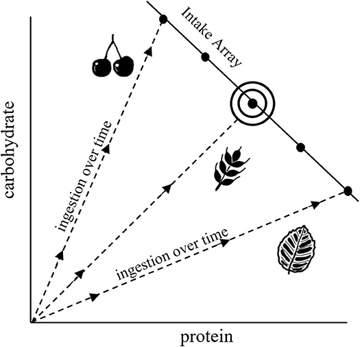 Frontiers geometric stoichiometry unifying concepts of animal nutrition to understand how protein