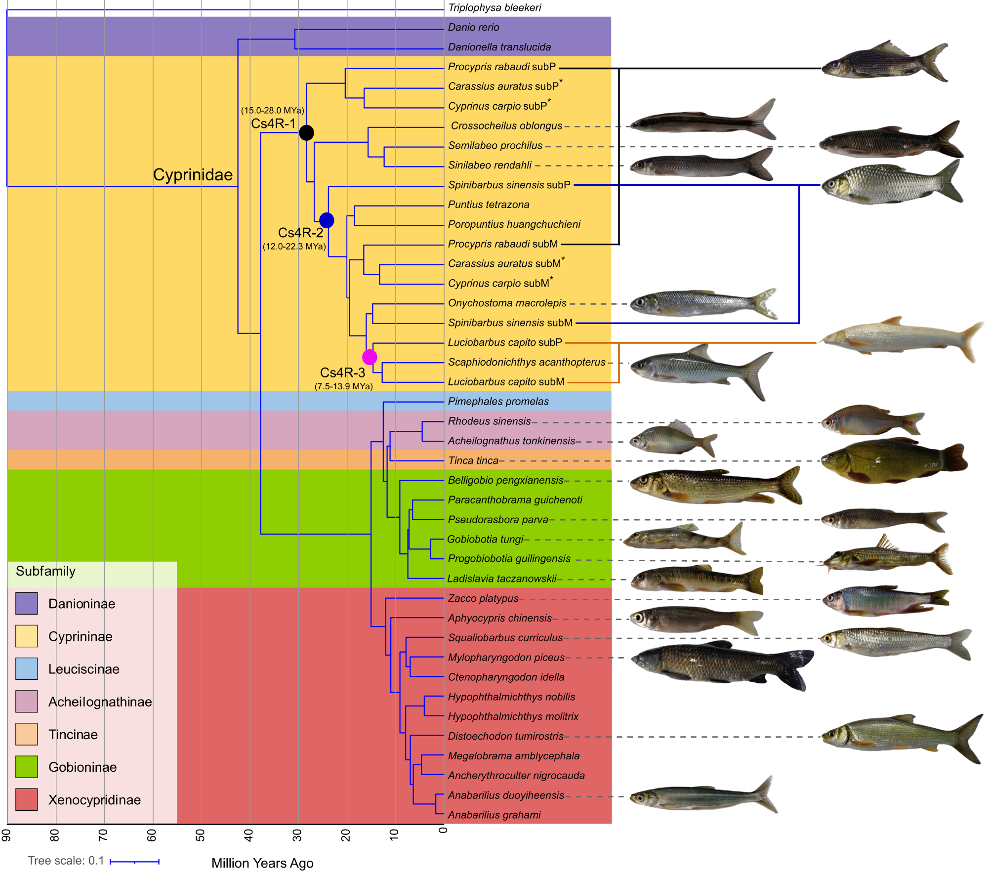 Maternal dominance contributes to subgenome differentiation in allopolyploid fishes munications