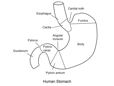 Human stomach coloring page free printable coloring pages