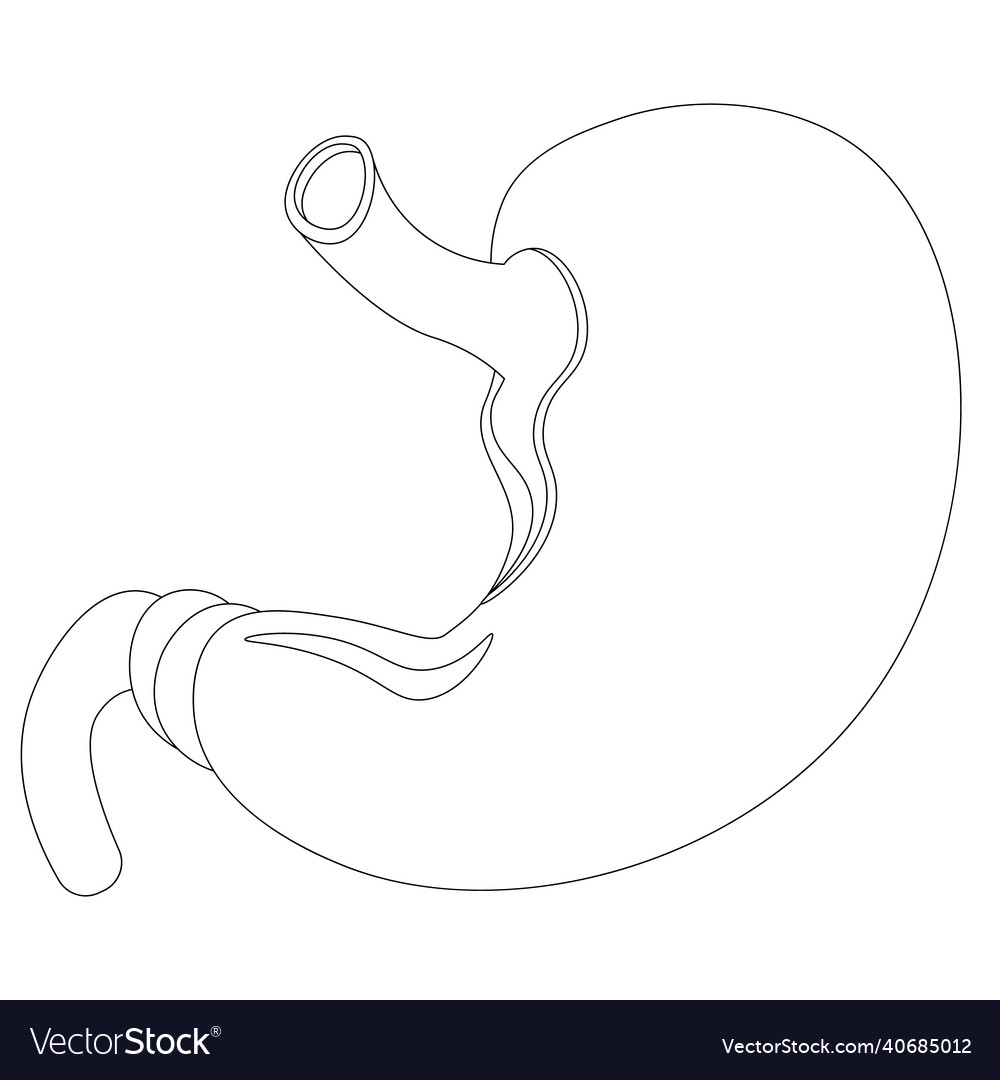 Human stomach coloring book on the topic vector image