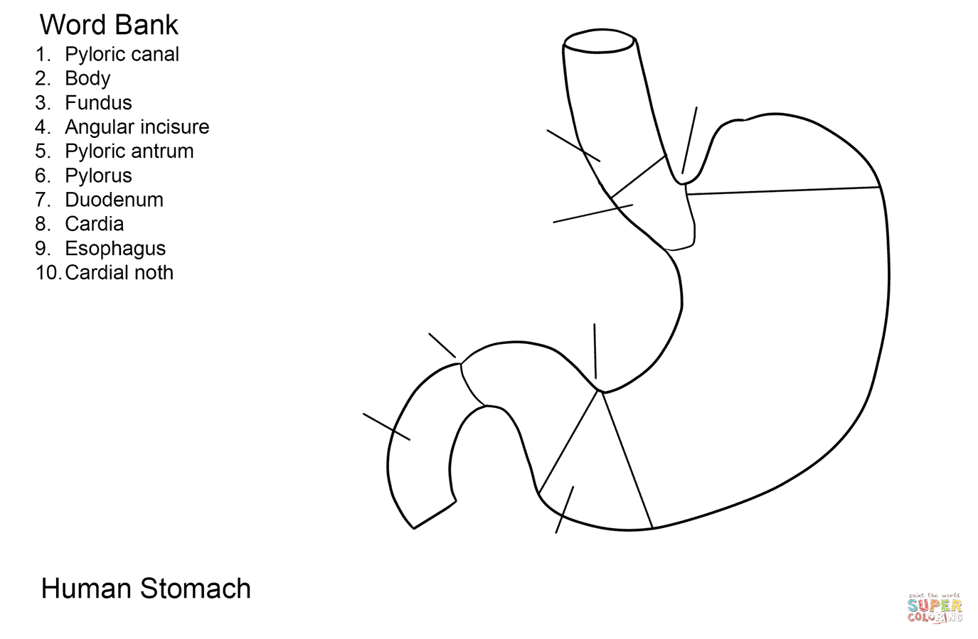 Human stomach worksheet coloring page free printable coloring pages