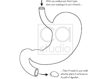 Coloring printable anatomy of the stomach print and color