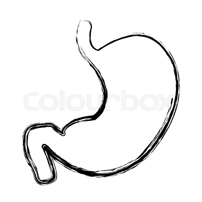 Stomach human internal organ digestive system anatomy stock vector