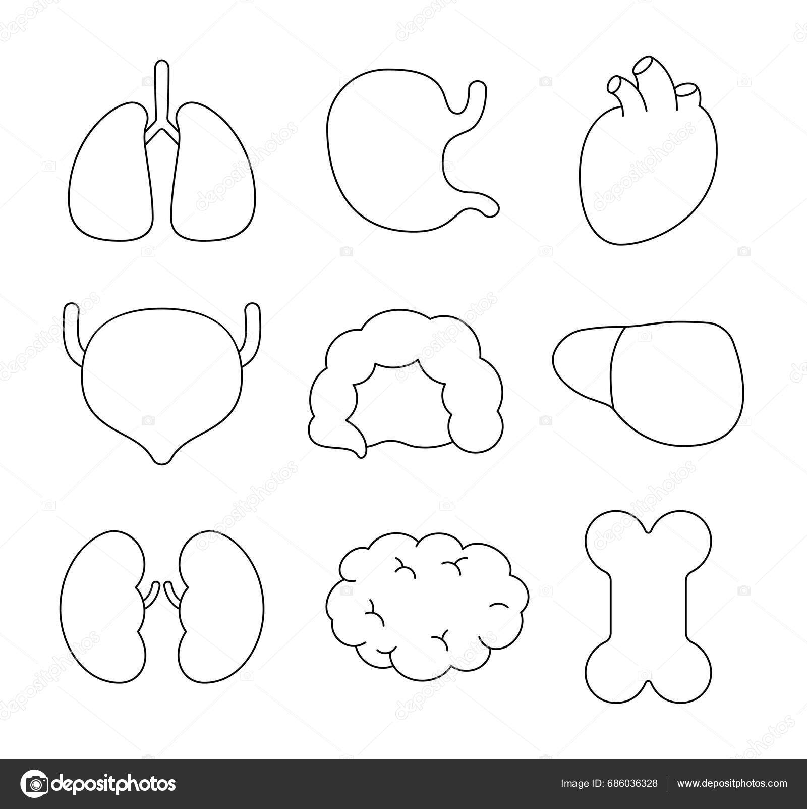 Healthy human anatomy internal organs coloring page lung stomach heart stock vector by palau