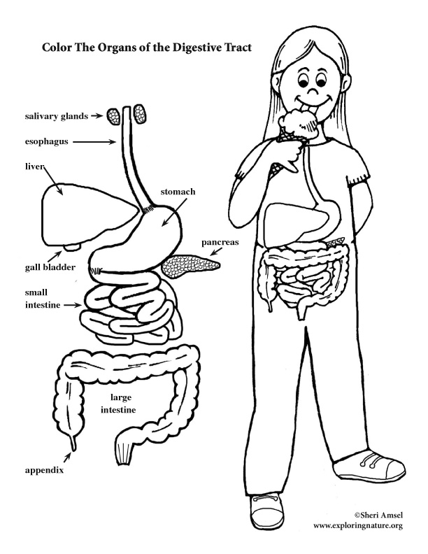 Digestive tract coloring page elementary