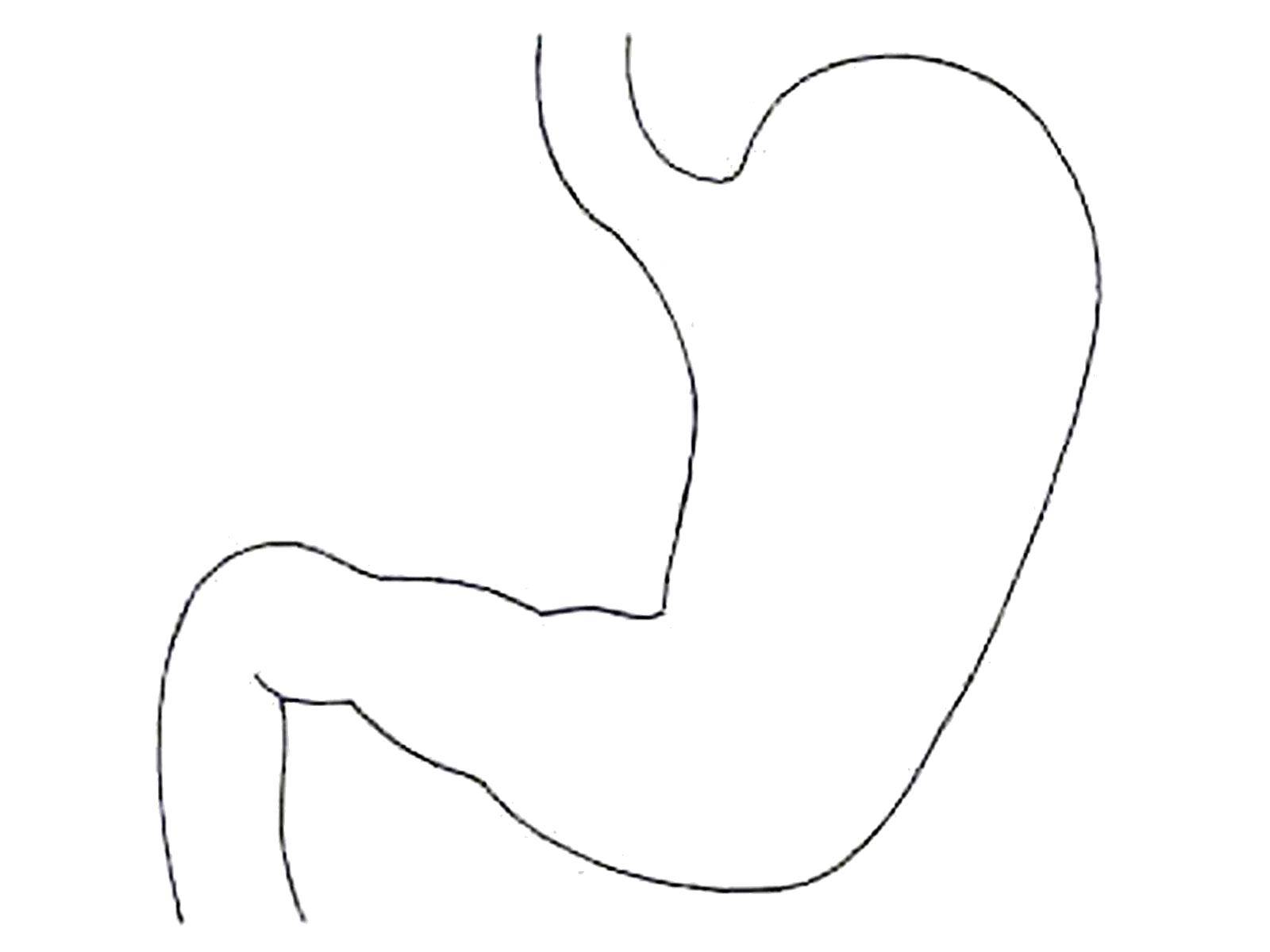 Online coloring pages body coloring stomach the stcture of the body