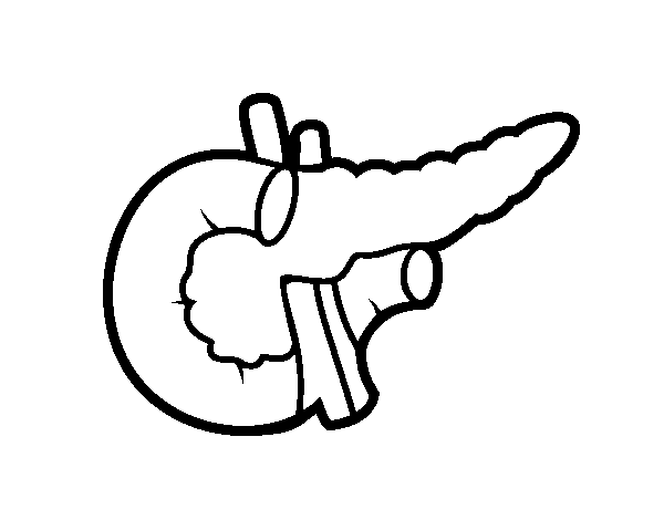 Pancreas coloring page