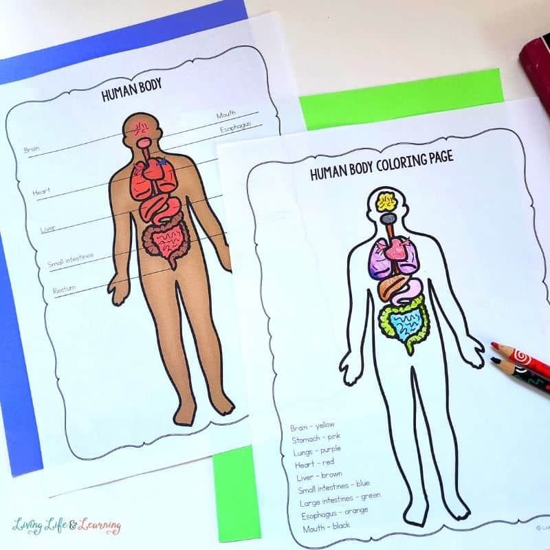 Human body coloring pages