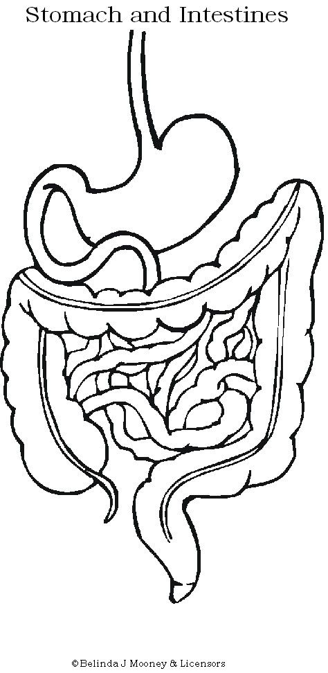 Refined metals academy unit study human body human body unit body systems human body