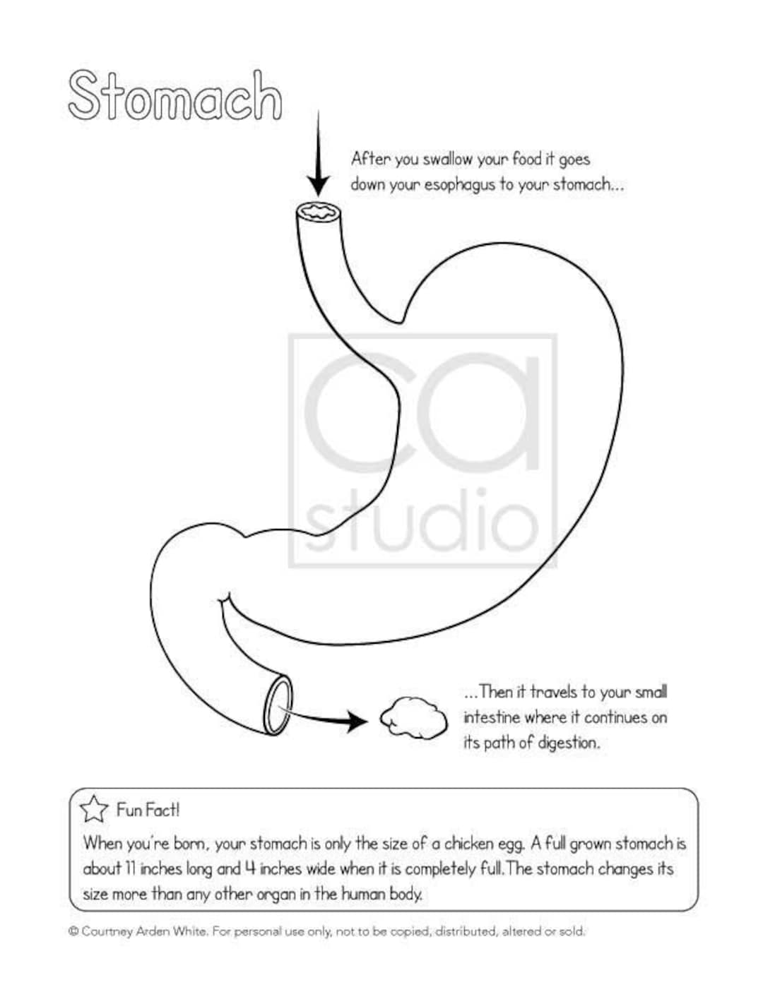 Coloring printable anatomy of the stomach print and color