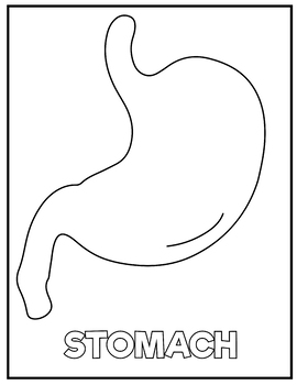 Human anatomy coloring pages for kidsbody systems worksheets by funnyarti