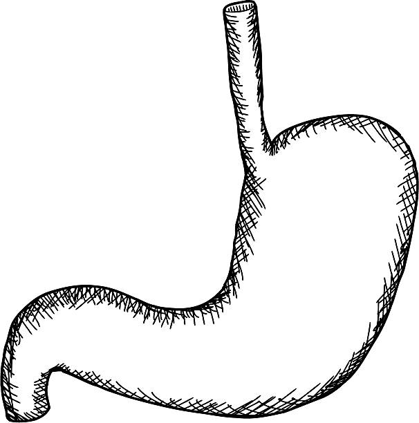 Stomach outline stock illustration