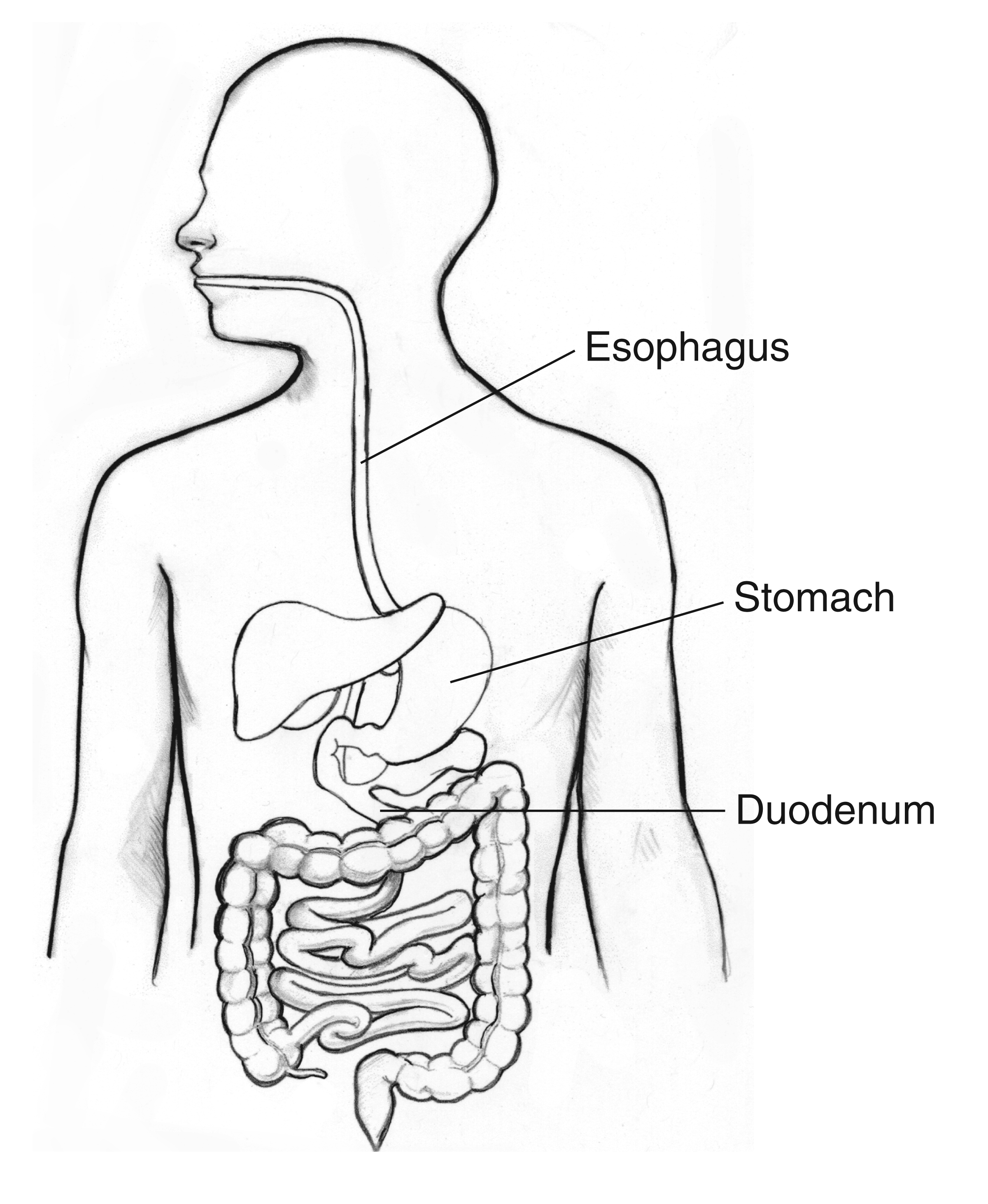 Digestive tract with the esophagus stomach and duodenum labeled