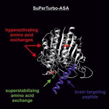 Thq arylsulfatase a