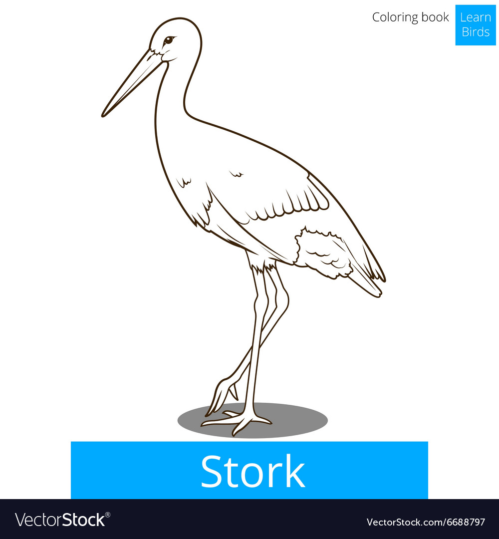 Stork learn birds coloring book royalty free vector image