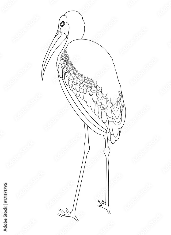 Painted stork coloring book hand drawn illustration illustration