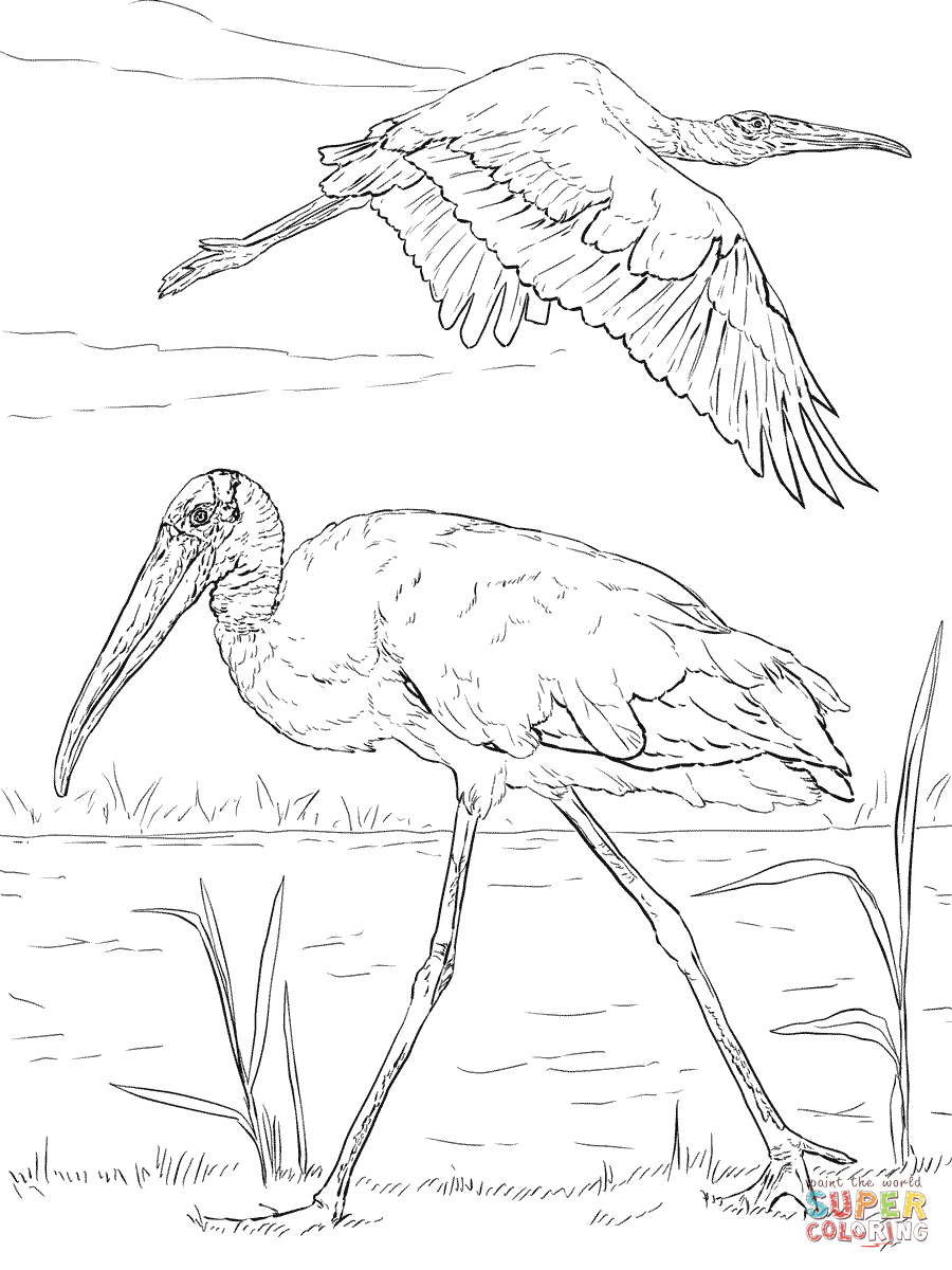 Wood storks coloring page free printable coloring pages