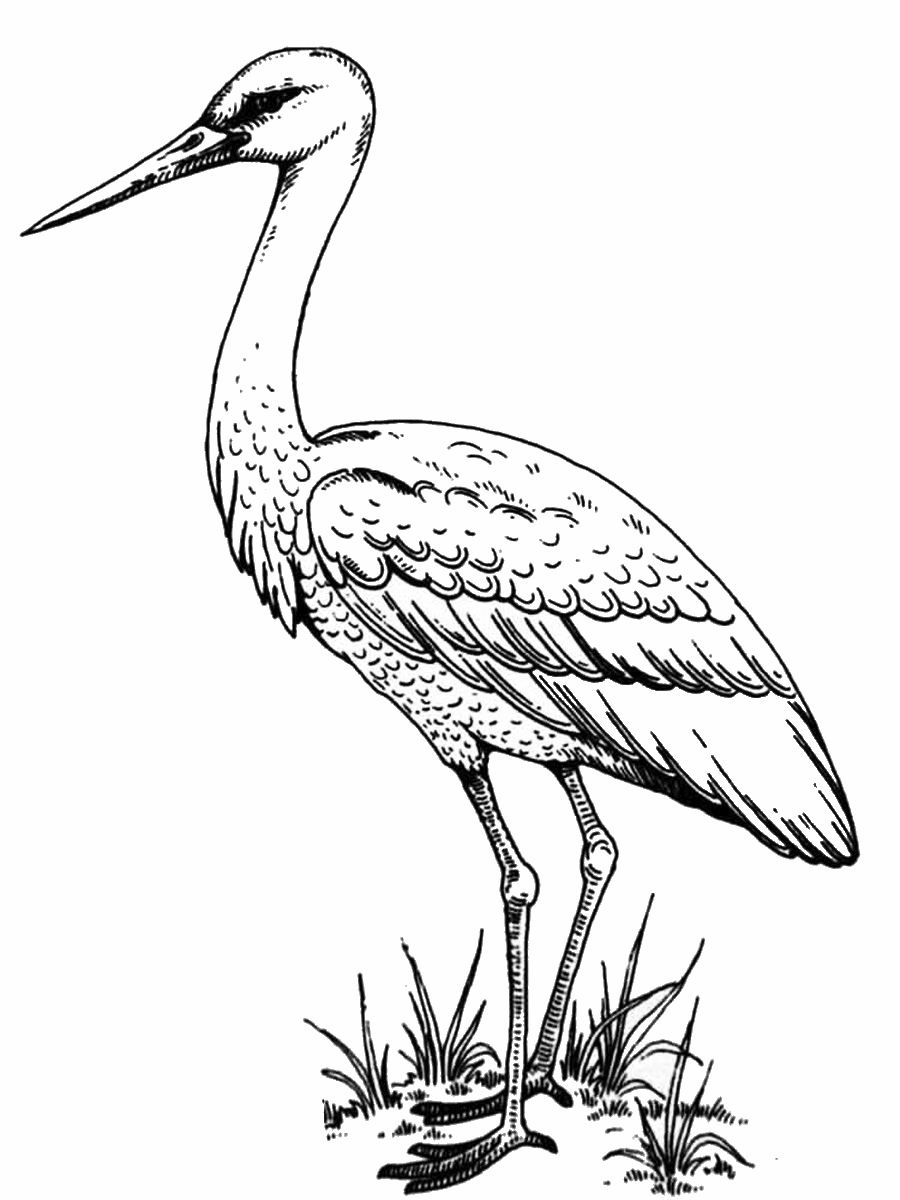 Stork coloring pages