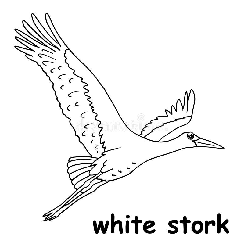 Stork coloring outline stock illustrations â stork coloring outline stock illustrations vectors clipart