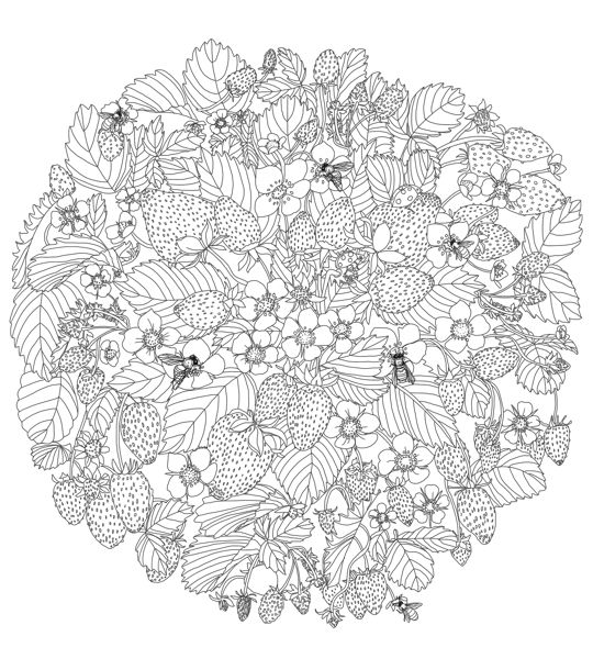 A printable adult coloring page for strawberry lovers mandala coloring pag coloring pag printable adult coloring