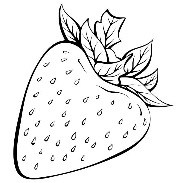 Whole strawberry line art stock illustration