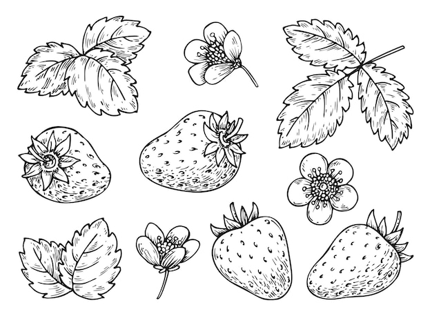 Premium vector strawberry line set black and white berries leaves flowers cartoon hand drawn plant elements for print coloring book page scrapbooking stamps laser engraving badge pins tag farmers market label