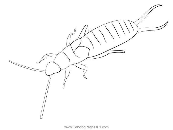 Earwig back coloring page coloring pages earwigs coloring pages for kids