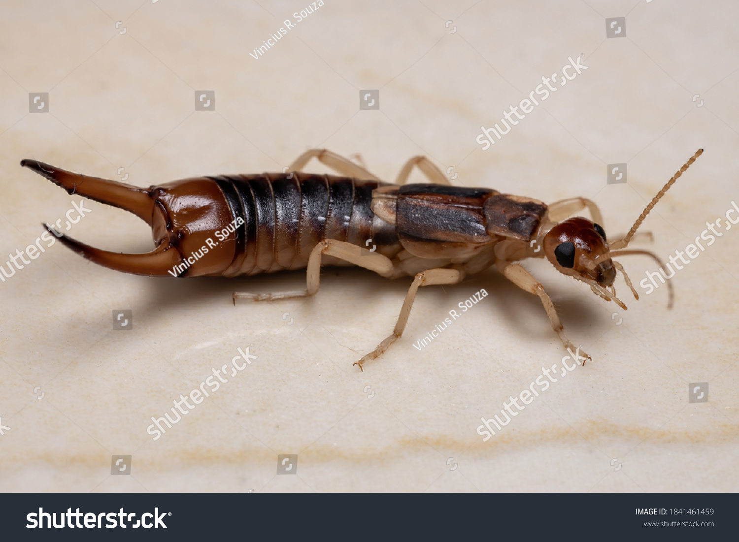 Striped earwig images stock photos d objects vectors