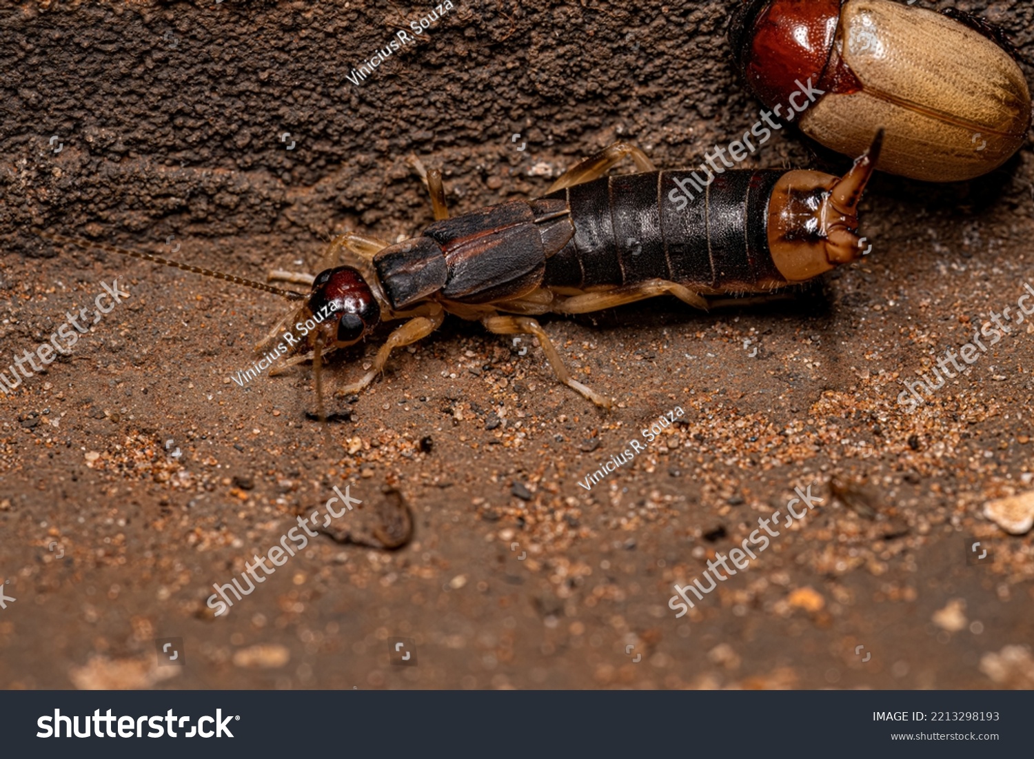 Striped earwig images stock photos d objects vectors